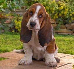 Basset Hound: el perro detective