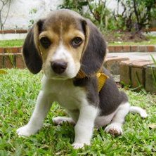 Beagle: cazador por naturaleza