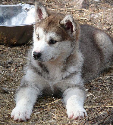 Husky Siberiano: Sube, que te llevo