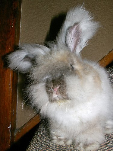 Angora: tesoro turco