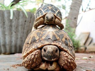 Tortuga Estrellada: caparazón digno de museo