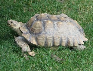 Tortuga Sulcata: peso pesado