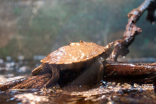 Falsa Tortuga Mapa: competencia en el Mississipi