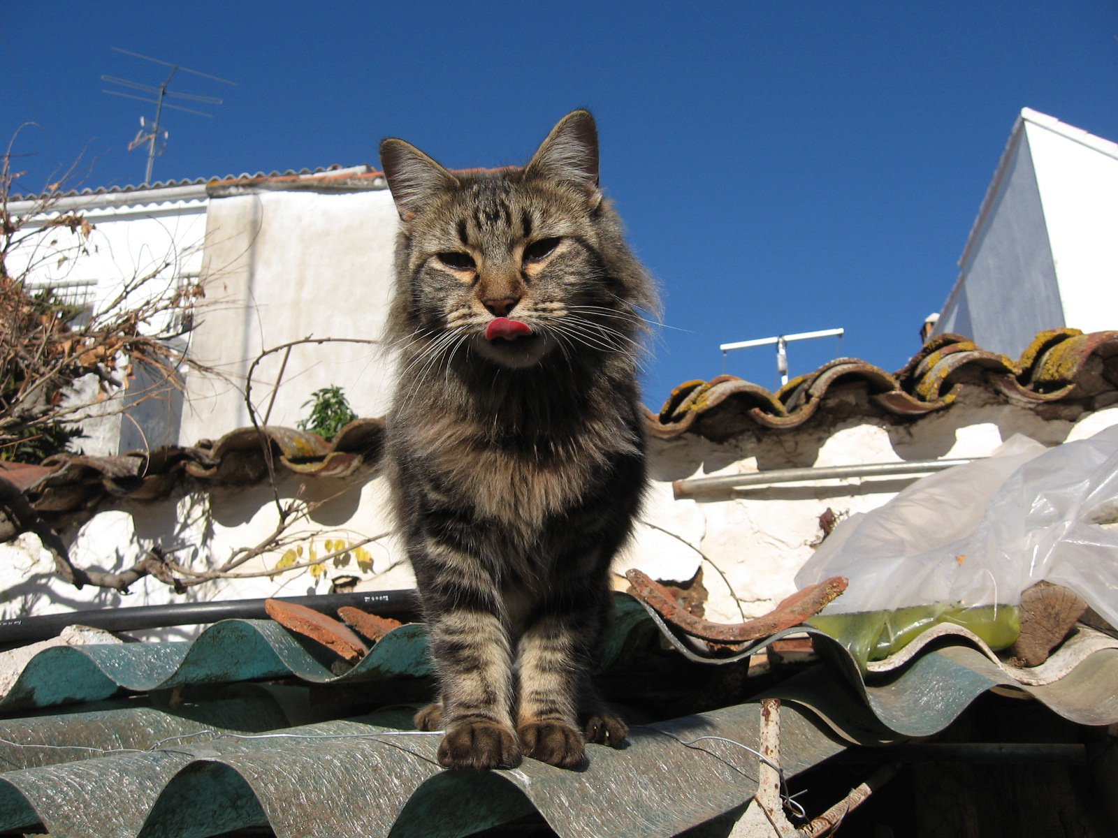 Bosque de noruega: el gato alpinista