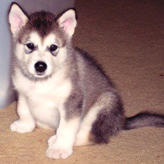 Alaskan Malamute: absténganse principiantes