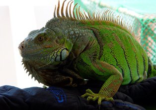 Iguana Verde: más buena que el pan