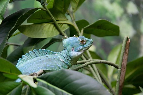 Basilisco Verde: el lagarto Jesucristo