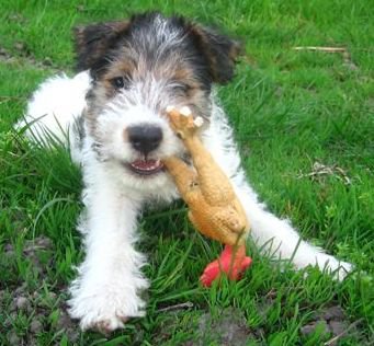 Fox Terrier: el perrito de Tintín