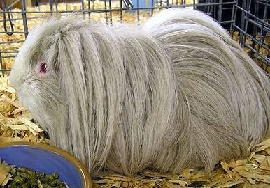 Sheltie: el antiguo Angora