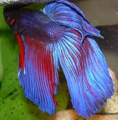 Betta Splendens: guerrero asiático