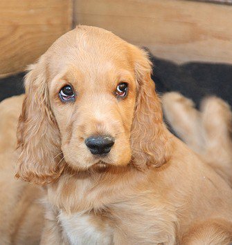 Cocker Spaniel: todo un superventas