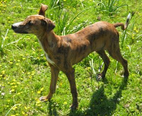 Galgo Español: corre que se las pela