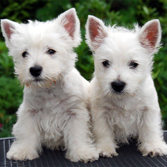 Westie Terrier: el peluche escocés