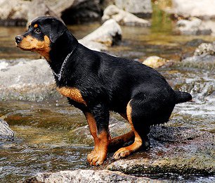 Rottweiler: carácter alemán