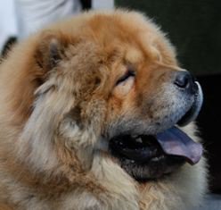 Chow Chow: león de lengua azul