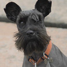 Schnauzer: escoge tu tamaño