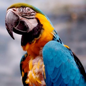 Guacamayo: a todo color