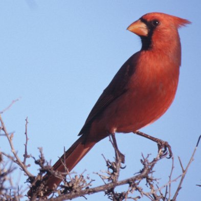 Cardenal: el fantasma de la ópera