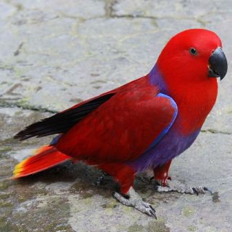 Eclectus: el loro del Barça