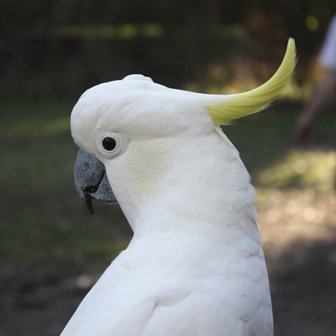 Cacatúa Galerita: la más coqueta