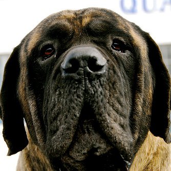 Bullmastiff: no es tan fiero el león como lo pintan