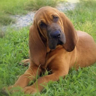 Bloodhound: sangre de sabueso