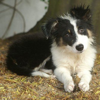 Border Collie: mitad inglés, mitad sueco