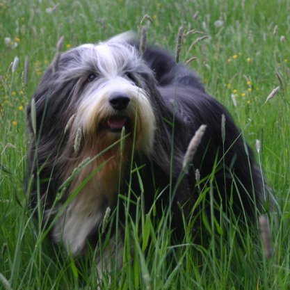 Bearded Collie: el primo barbudo de Lassie