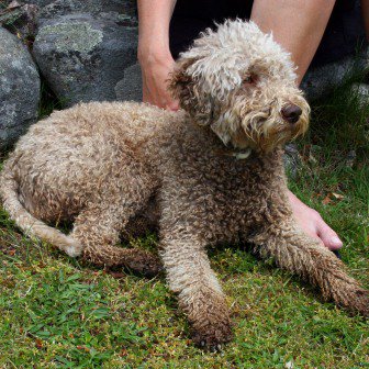 Lagotto Romagnolo: invierte en trufas