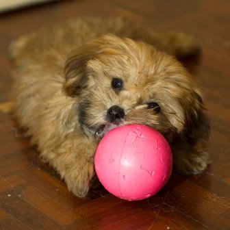 Lhassa Apso: la cabrilla del Tibet