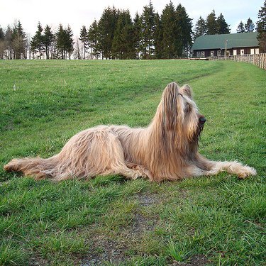 Briard: el perro campestre ideal