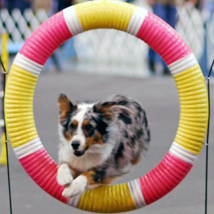 Pastor Australiano: el rey del agility