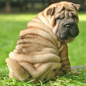 Shar-Pei: todo arrugas