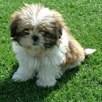 Shih Tzu: hecho a medida