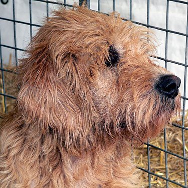 Otterhound: el terror de las nutrias