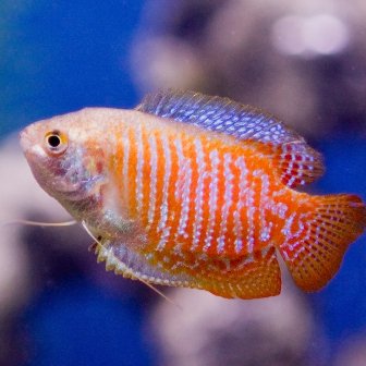 Gourami: vientre peludo