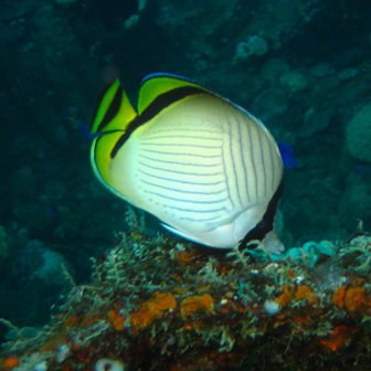 Mariposa: familia entre el coral