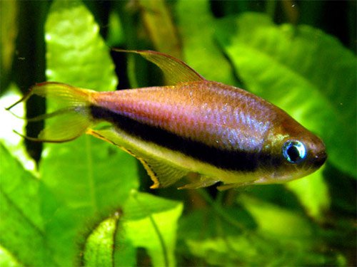 Tetra Emperador: máxima elegancia