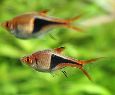 Rasbora Arlequín: omnipresente