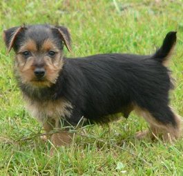 Australian Terrier: todo se pega