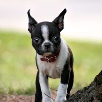 Boston Terrier: ¿miedo yo?