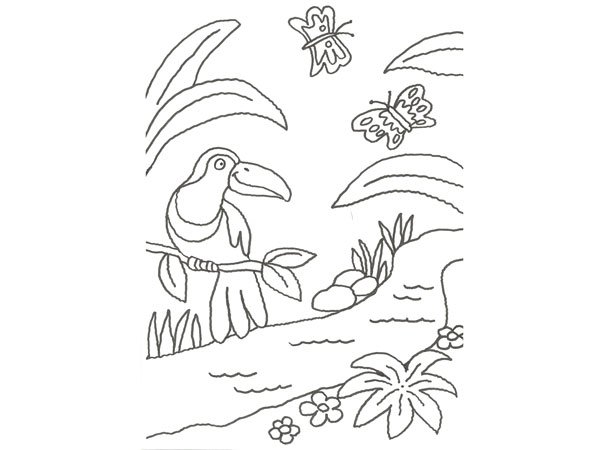Dibujo de un tucán de la selva para pintar con niños