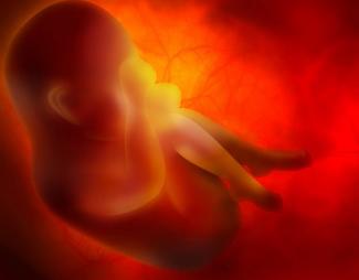Cuarto mes de embarazo (desarrollo del bebé en vídeo)