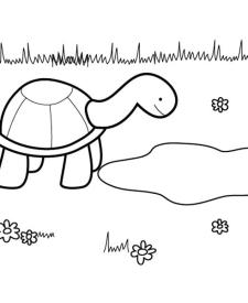 Tortuga presumida: dibujo para colorear e imprimir