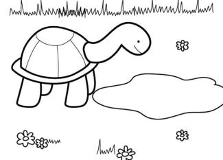 Tortuga presumida: dibujo para colorear e imprimir