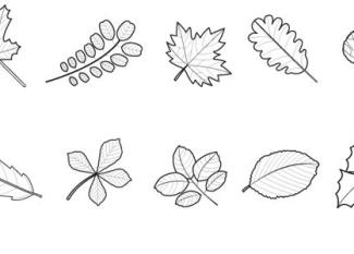 Hojas de árboles: dibujo para colorear e imprimir