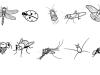 Insectos: dibujo para colorear e imprimir