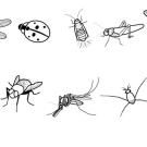 Insectos: dibujo para colorear e imprimir