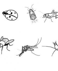 Insectos: dibujo para colorear e imprimir