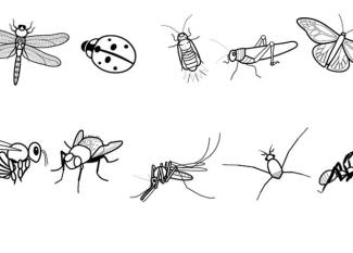 Insectos: dibujo para colorear e imprimir
